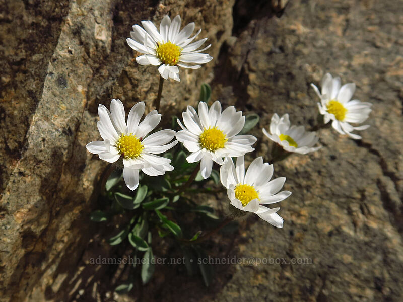 Evermann's fleabane (Erigeron evermannii) [above Sawtooth Lake, Sawtooth Wilderness, Custer County, Idaho]