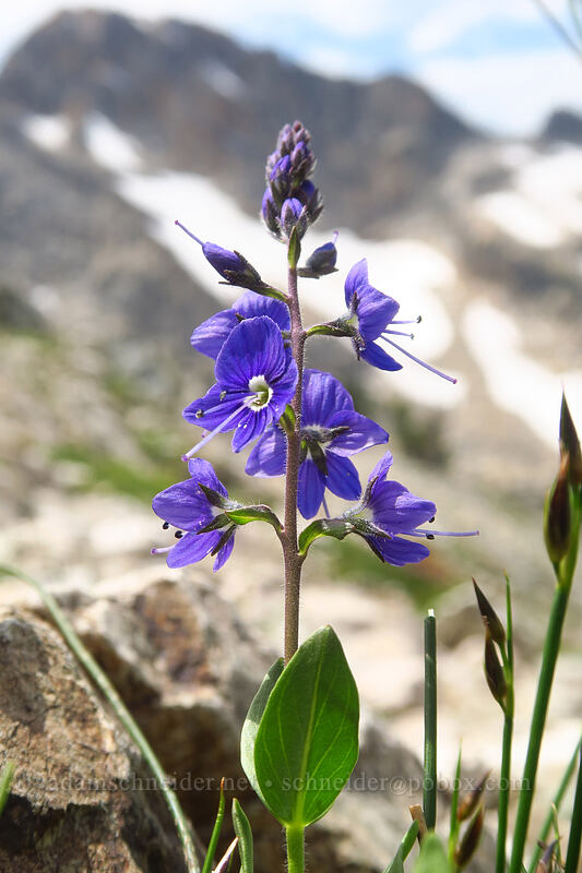 Cusick's speedwell (Veronica cusickii) [above Sawtooth Lake, Sawtooth Wilderness, Custer County, Idaho]