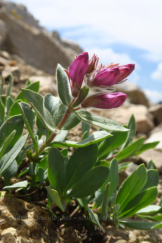 Central Idaho beardtongue (Penstemon montanus var. idahoensis) [above Sawtooth Lake, Sawtooth Wilderness, Custer County, Idaho]
