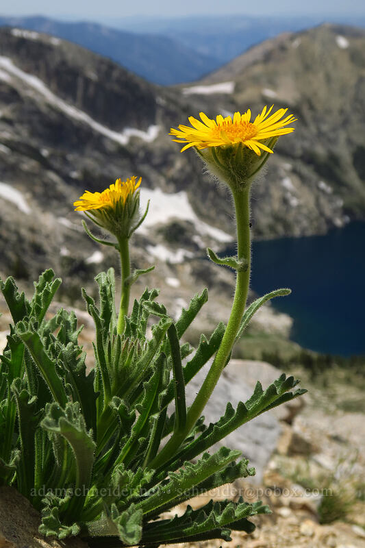 alpine-gold (Hulsea algida) [above Sawtooth Lake, Sawtooth Wilderness, Custer County, Idaho]