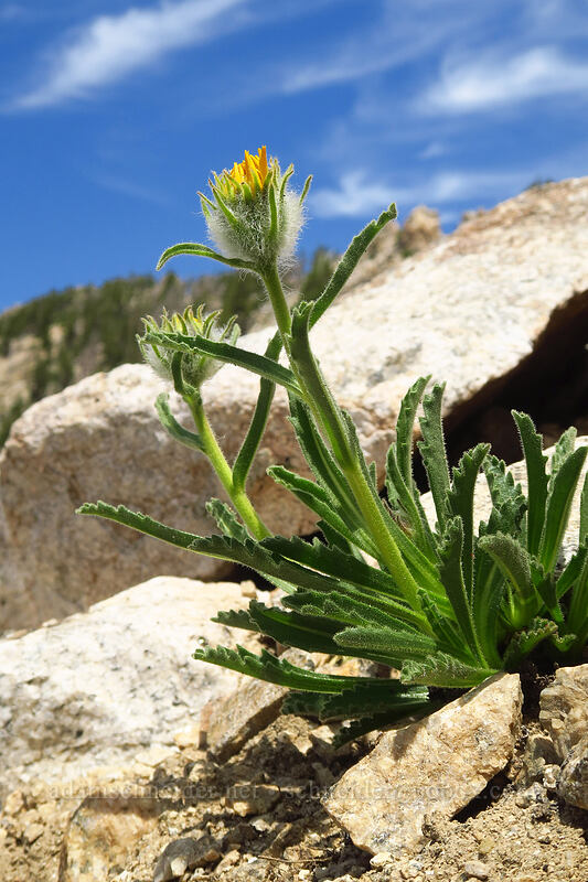 alpine-gold, budding (Hulsea algida) [above Sawtooth Lake, Sawtooth Wilderness, Custer County, Idaho]