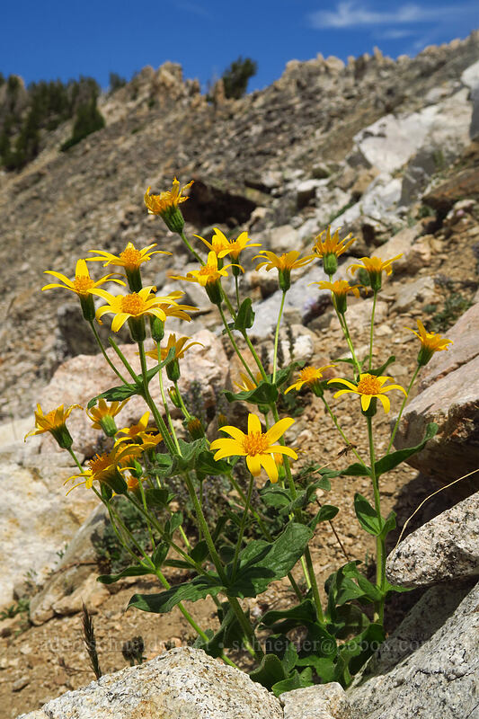 broad-leaf arnica (Arnica latifolia) [above Sawtooth Lake, Sawtooth Wilderness, Custer County, Idaho]