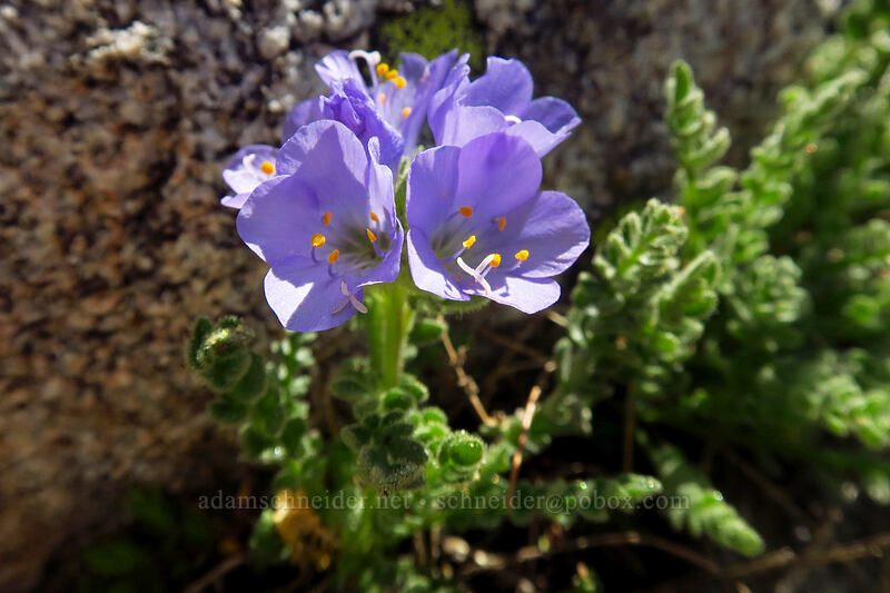 Jacob's-ladder (Polemonium pulcherrimum ssp. pulcherrimum) [above Sawtooth Lake, Sawtooth Wilderness, Custer County, Idaho]