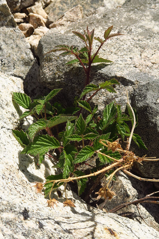 wild raspberry, growing in talus (Rubus idaeus) [above Sawtooth Lake, Sawtooth Wilderness, Custer County, Idaho]