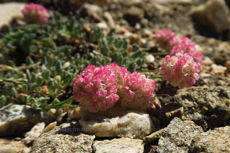 cushion buckwheat, red form (Eriogonum ovalifolium var. purpureum) [above Sawtooth Lake, Sawtooth Wilderness, Custer County, Idaho]