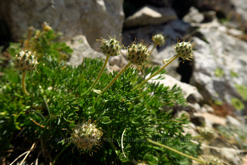 Drummond's anemones, going to seed (Anemone drummondii) [above Sawtooth Lake, Sawtooth Wilderness, Custer County, Idaho]