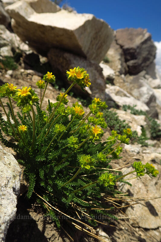 Gordon's ivesia (Ivesia gordonii (Potentilla gordonii)) [Alpine Peak, Sawtooth Wilderness, Custer County, Idaho]
