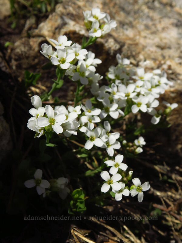Idaho penny-cress (Noccaea fendleri ssp. idahoensis (Thlaspi idahoense)) [Alpine Peak, Sawtooth Wilderness, Custer County, Idaho]