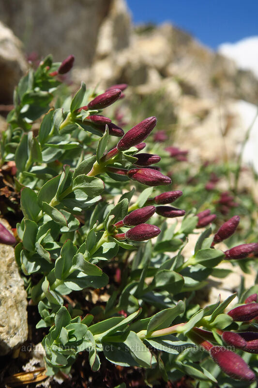 rock-fringe willow-herb, budding (Epilobium obcordatum) [Alpine Peak, Sawtooth Wilderness, Custer County, Idaho]