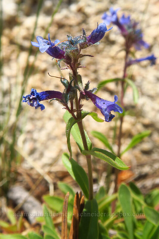 lowly penstemon (Penstemon humilis) [Alpine Peak, Sawtooth Wilderness, Custer County, Idaho]