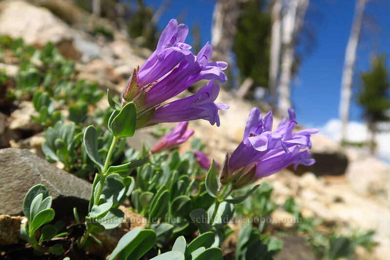 Central Idaho beardtongue (Penstemon montanus var. idahoensis) [below Alpine Peak, Sawtooth Wilderness, Custer County, Idaho]