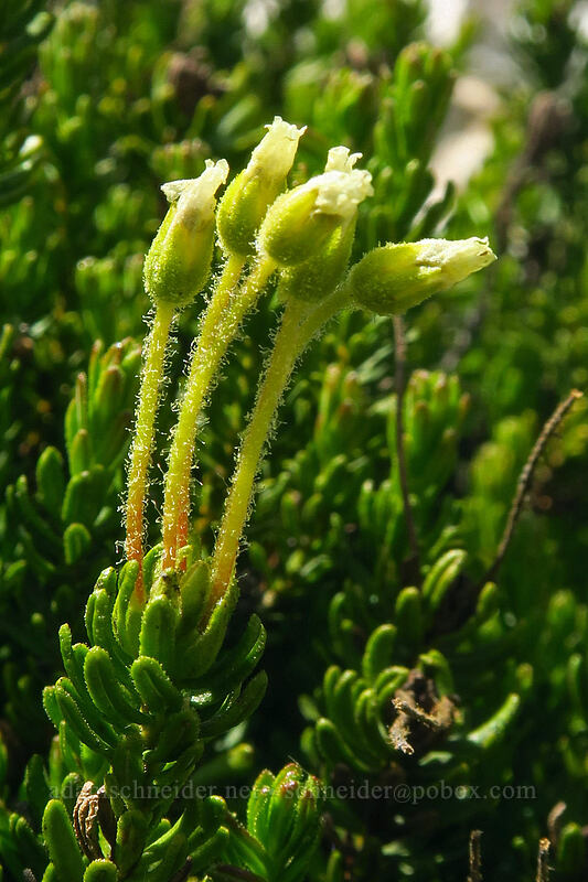 yellow mountain heather (Phyllodoce glanduliflora) [below Alpine Peak, Sawtooth Wilderness, Custer County, Idaho]