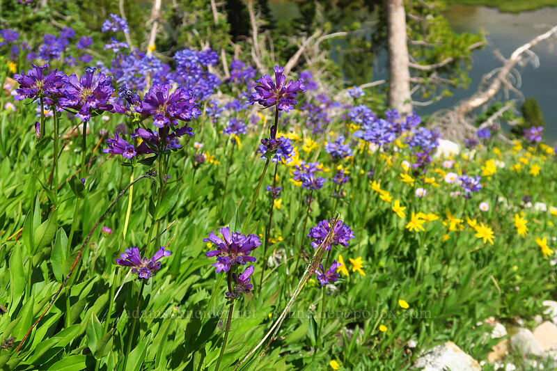 globe penstemon & arnica (Penstemon globosus, Arnica sp.) [below Alpine Peak, Sawtooth Wilderness, Custer County, Idaho]