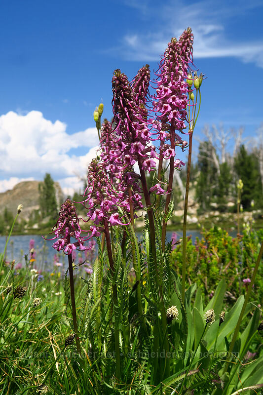 elephant's-head lousewort (Pedicularis groenlandica) [below Alpine Peak, Sawtooth Wilderness, Custer County, Idaho]