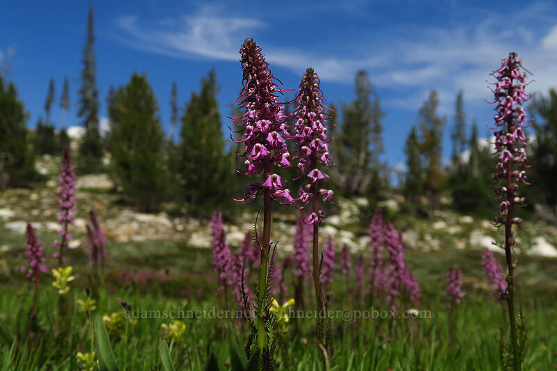 elephant's-head lousewort (Pedicularis groenlandica) [below Alpine Peak, Sawtooth Wilderness, Custer County, Idaho]