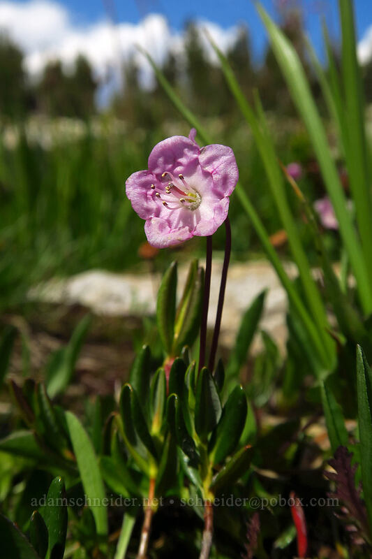 western bog-laurel (Kalmia microphylla (Kalmia polifolia ssp. microphylla)) [below Alpine Peak, Sawtooth Wilderness, Custer County, Idaho]