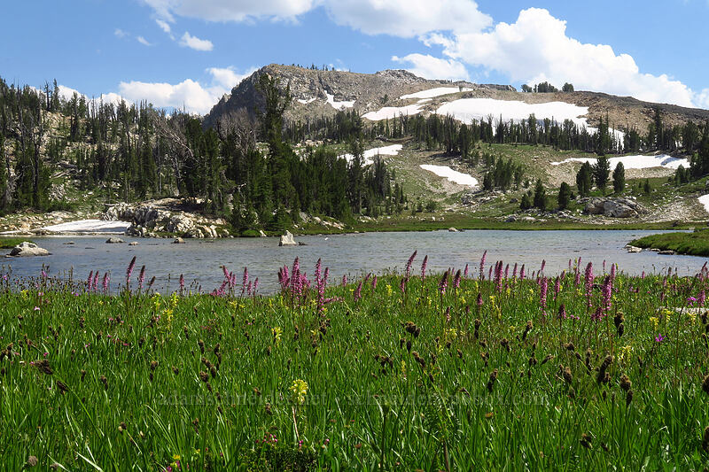 wildflowers in a wet meadow (Pedicularis groenlandica, Pedicularis bracteosa, Carex sp.) [below Alpine Peak, Sawtooth Wilderness, Custer County, Idaho]
