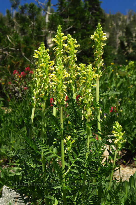 bracted lousewort (Pedicularis bracteosa) [below Alpine Peak, Sawtooth Wilderness, Custer County, Idaho]