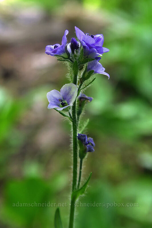alpine speedwell (Veronica wormskjoldii) [below Alpine Peak, Sawtooth Wilderness, Custer County, Idaho]