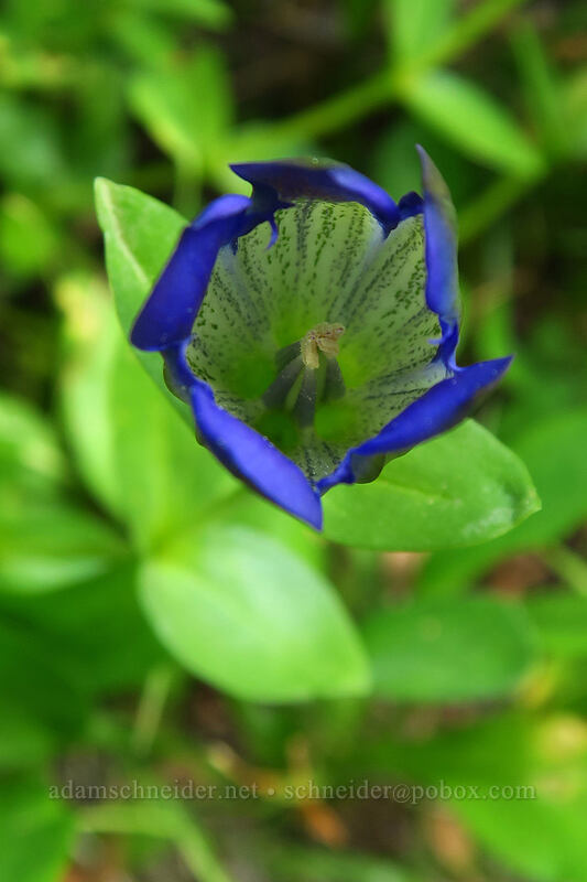 explorer's gentian (Gentiana calycosa) [below Alpine Peak, Sawtooth Wilderness, Custer County, Idaho]