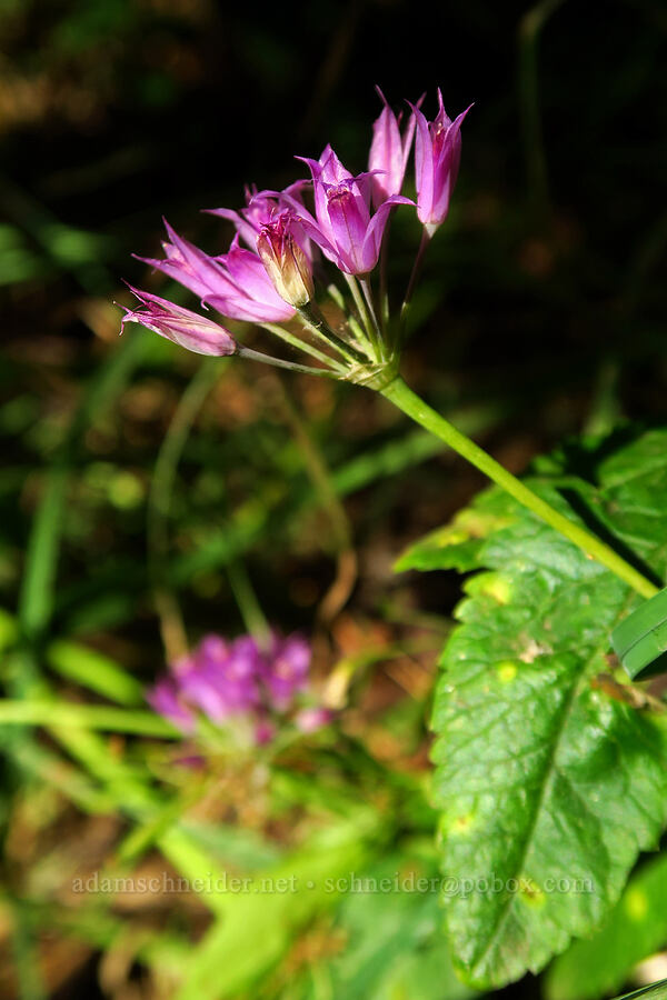 taper-tip onion (Allium acuminatum) [Mill Fork Canyon Trail, Uinta-Wasatch-Cache National Forest, Tooele County, Utah]