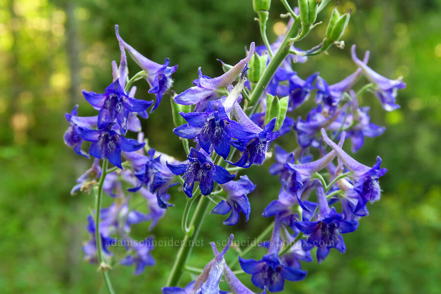 larkspur (Delphinium sp.) [Mill Fork Canyon Trail, Deseret Peak Wilderness, Tooele County, Utah]