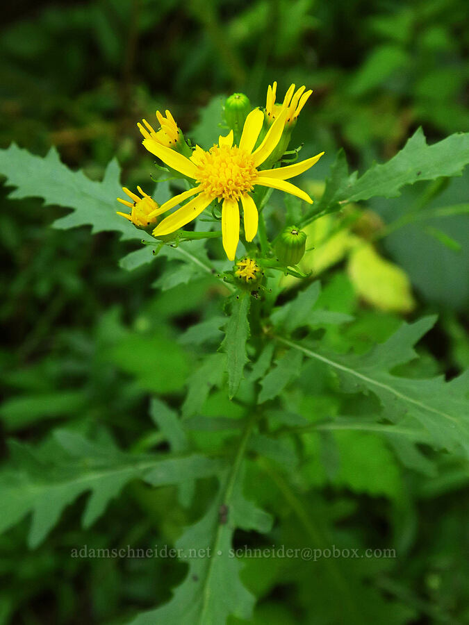 cut-leaf groundsel (desert ragwort) (Senecio eremophilus) [Dry Lake-Pockets Fork Trail, Deseret Peak Wilderness, Tooele County, Utah]