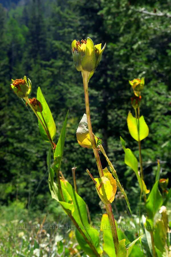 mule's ears, going to seed (Wyethia amplexicaulis) [Dry Lake-Pockets Fork Trail, Deseret Peak Wilderness, Tooele County, Utah]