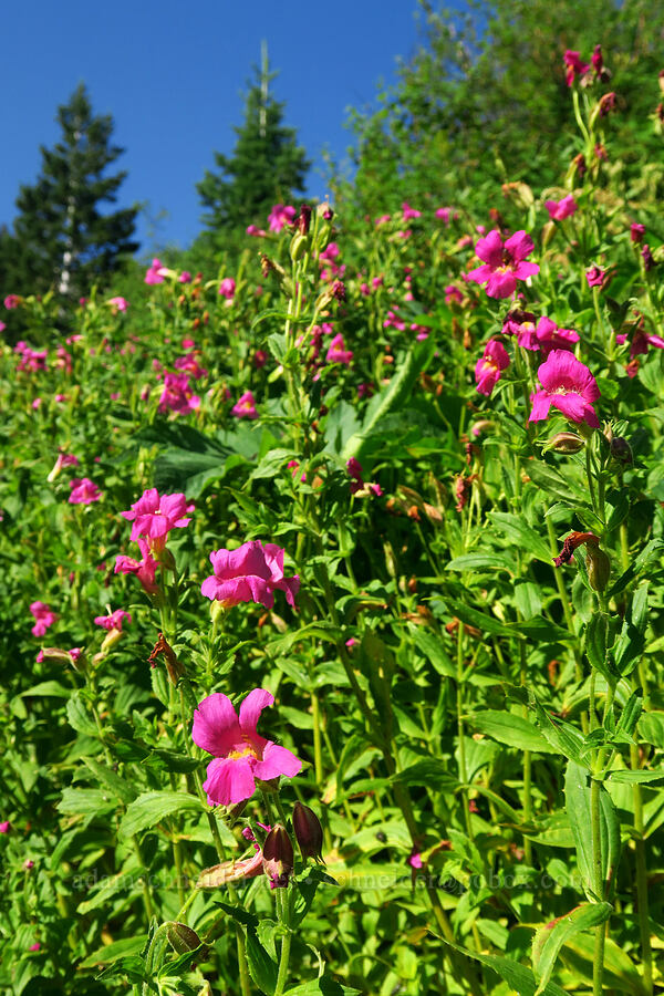 Lewis' monkeyflower (Erythranthe lewisii (Mimulus lewisii)) [Dry Lake-Pockets Fork Trail, Deseret Peak Wilderness, Tooele County, Utah]