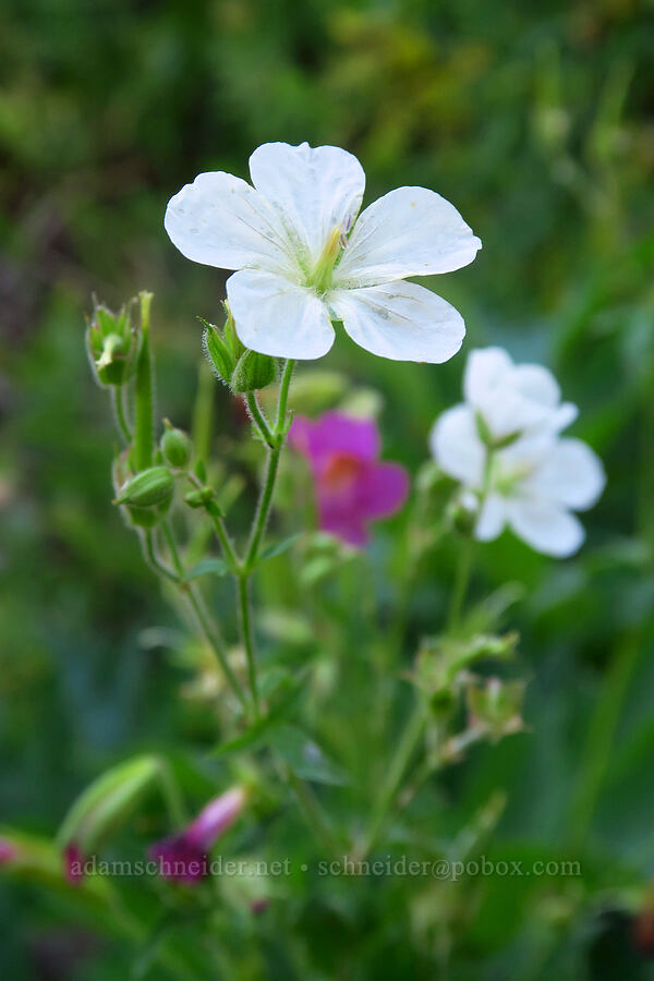 Richardson's geraniums (Geranium richardsonii) [Dry Lake-Pockets Fork Trail, Deseret Peak Wilderness, Tooele County, Utah]