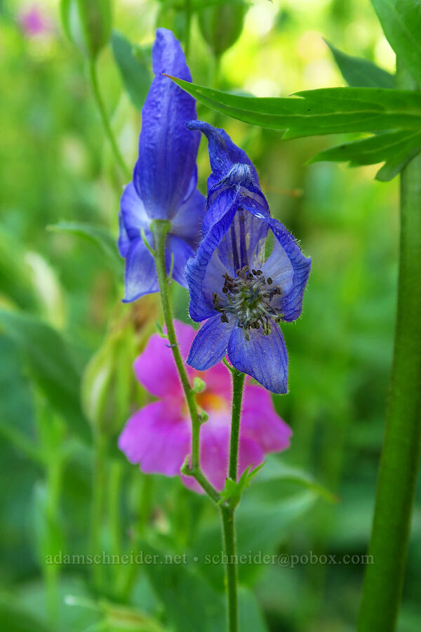 monkshood (Aconitum columbianum) [Dry Lake-Pockets Fork Trail, Deseret Peak Wilderness, Tooele County, Utah]