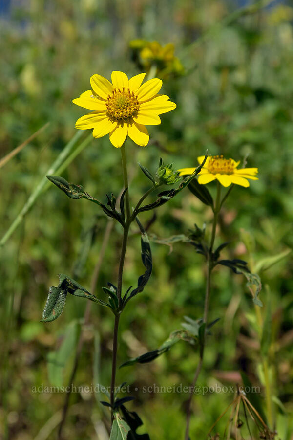 showy goldeneye (Heliomeris multiflora) [Dry Lake-Pockets Fork Trail, Deseret Peak Wilderness, Tooele County, Utah]