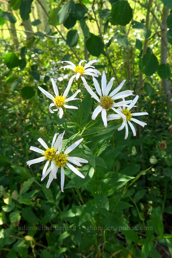 Engelmann's aster (Doellingeria engelmannii (Eucephalus engelmannii) (Aster engelmannii)) [Dry Lake-Pockets Fork Trail, Deseret Peak Wilderness, Tooele County, Utah]