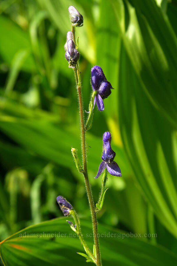 monkshood (Aconitum columbianum) [Dry Lake-Pockets Fork Trail, Deseret Peak Wilderness, Tooele County, Utah]