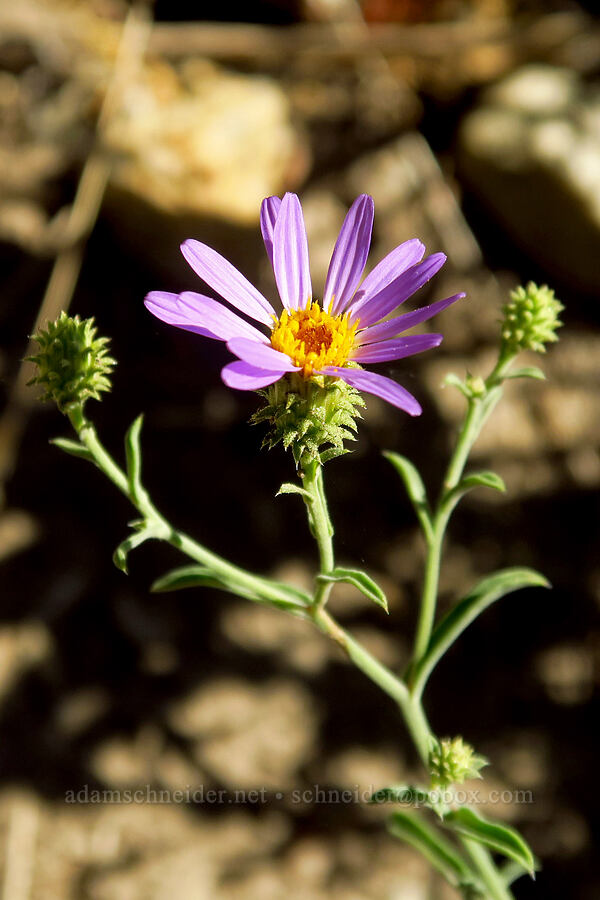 hoary aster (Dieteria canescens) [Dry Lake-Pockets Fork Trail, Deseret Peak Wilderness, Tooele County, Utah]