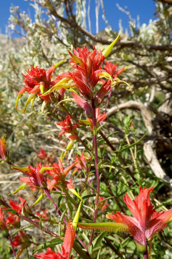 Wyoming (narrow-leaf) paintbrush (Castilleja linariifolia) [Dry Lake-Pockets Fork Trail, Deseret Peak Wilderness, Tooele County, Utah]