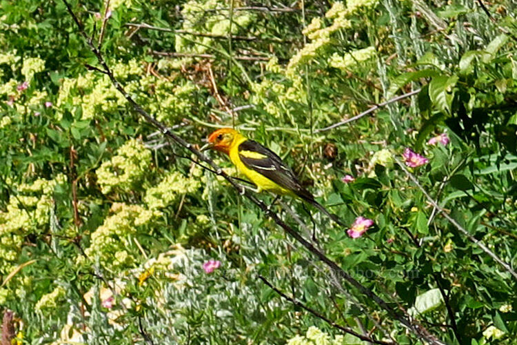 western tanager (Piranga ludoviciana) [Dry Lake-Pockets Fork Trail, Deseret Peak Wilderness, Tooele County, Utah]