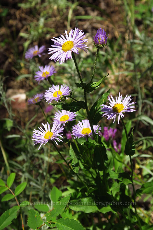 showy fleabane (Erigeron speciosus) [Stansbury Crest Trail, Deseret Peak Wilderness, Tooele County, Utah]