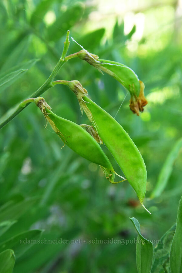 Lanszwert's pea-vine pods (Lathyrus lanszwertii) [Stansbury Crest Trail, Deseret Peak Wilderness, Tooele County, Utah]