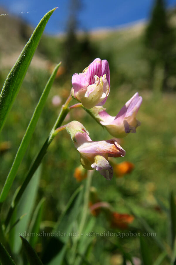 Lanszwert's pea-vine (Lathyrus lanszwertii) [Stansbury Crest Trail, Deseret Peak Wilderness, Tooele County, Utah]