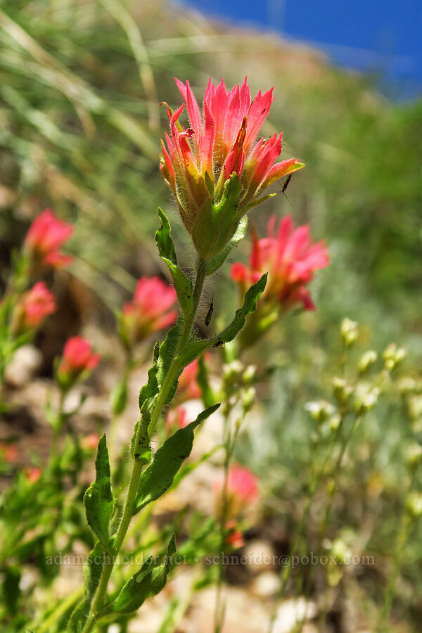 wavy-leaf paintbrush (Castilleja applegatei var. pinetorum) [Stansbury Crest Trail, Deseret Peak Wilderness, Tooele County, Utah]