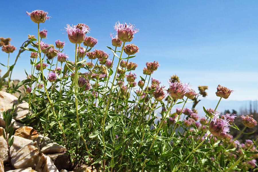 mountain pennyroyal (coyote mint) (Monardella odoratissima) [Stansbury Crest Trail, Deseret Peak Wilderness, Tooele County, Utah]