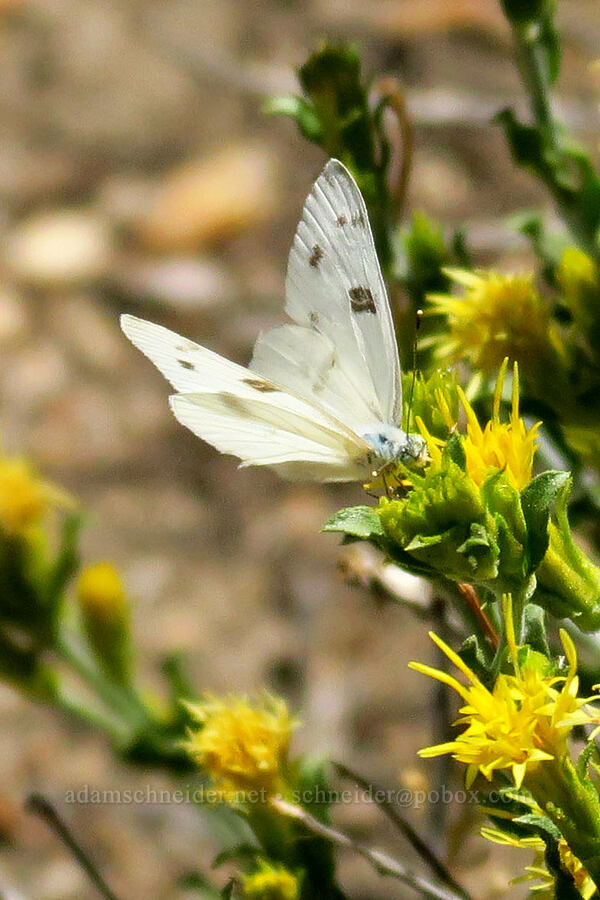 checkered white butterfly on white-stem goldenbush (Pontia protodice, Ericameria discoidea) [Stansbury Crest Trail, Deseret Peak Wilderness, Tooele County, Utah]
