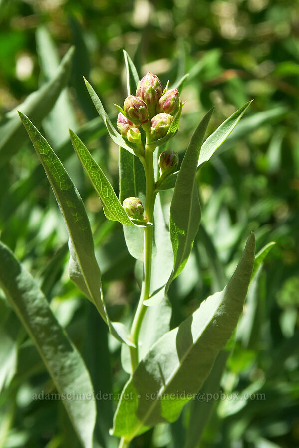 blue-leaf aster, budding (Herrickia glauca (Eucephalus glaucus)) [Stansbury Crest Trail, Deseret Peak Wilderness, Tooele County, Utah]
