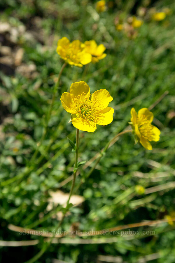 Ross' alpine avens (Geum rossii var. turbinatum) [Stansbury Crest Trail, Deseret Peak Wilderness, Tooele County, Utah]