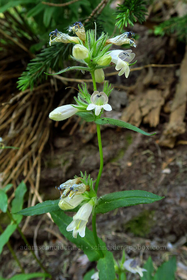 Whipple's penstemon (Penstemon whippleanus) [Stansbury Crest Trail, Deseret Peak Wilderness, Tooele County, Utah]