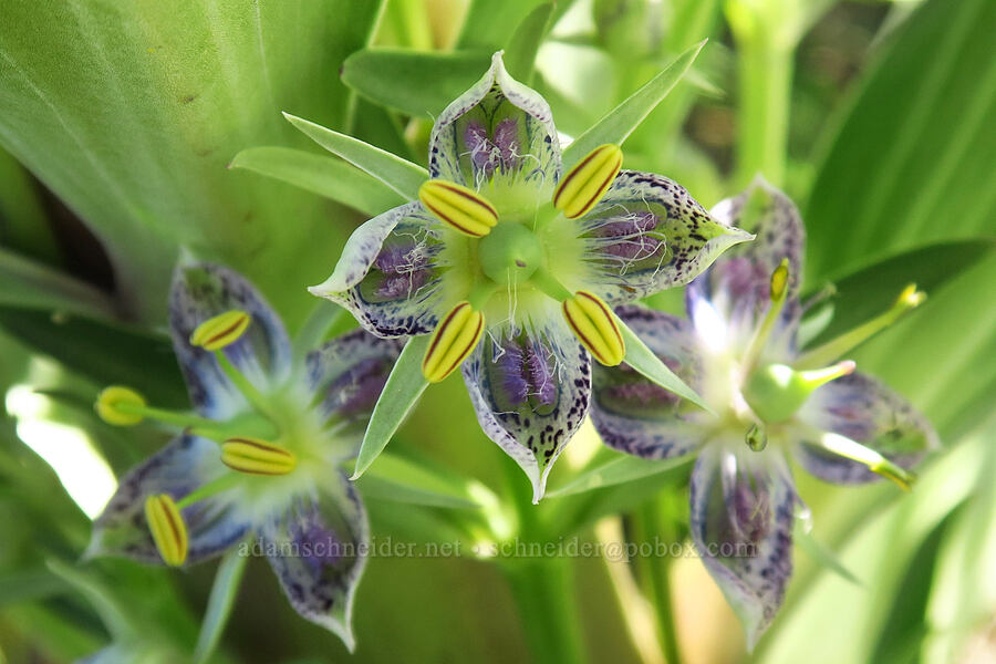monument plant (Frasera speciosa) [Stansbury Crest Trail, Deseret Peak Wilderness, Tooele County, Utah]