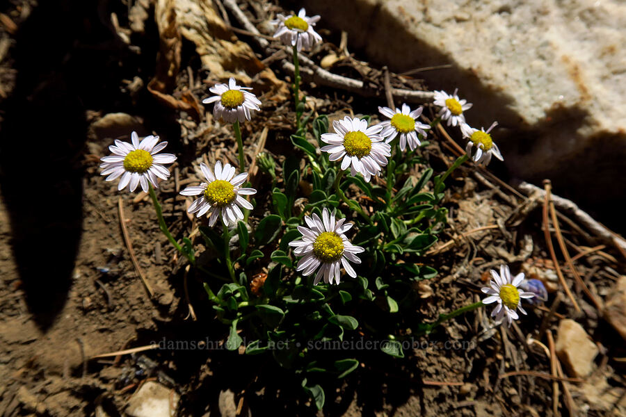 rockslide fleabane (Erigeron leiomerus) [Stansbury Crest Trail, Deseret Peak Wilderness, Tooele County, Utah]