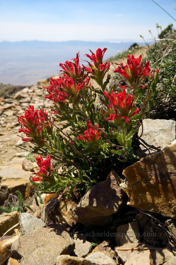 wavy-leaf paintbrush (Castilleja applegatei var. pinetorum) [Stansbury Crest Trail, Deseret Peak Wilderness, Tooele County, Utah]