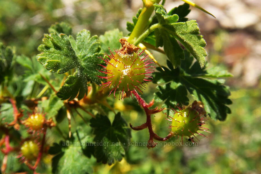 alpine prickly currant (Ribes montigenum) [Stansbury Crest Trail, Deseret Peak Wilderness, Tooele County, Utah]